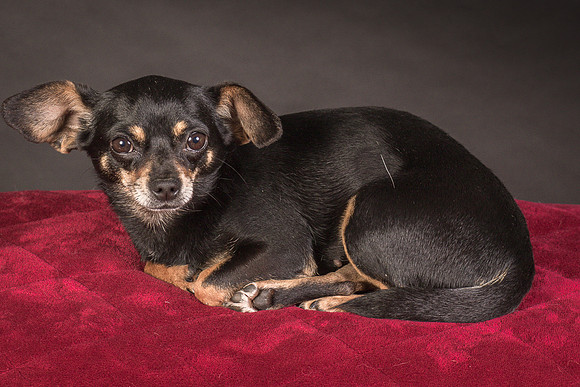 Foster Pansy-9525