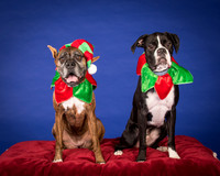 Brown-Jade and Louie-7351