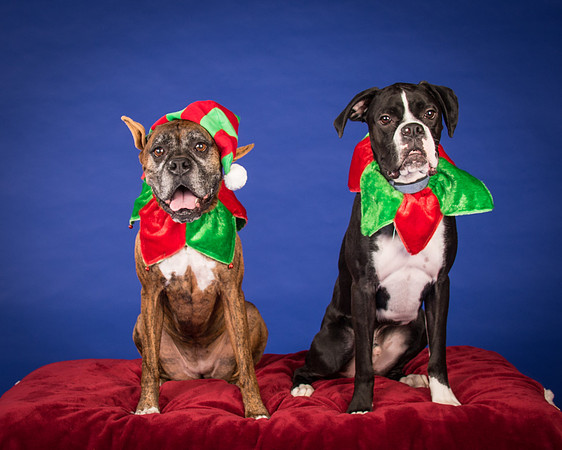 Brown-Jade and Louie-7351
