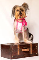Foster Minerva-0681