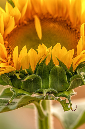 sunflowers-2137