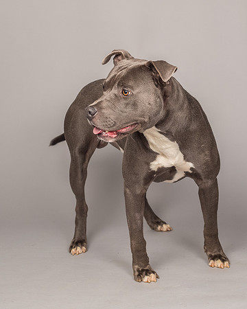 Foster Cobalt-2315