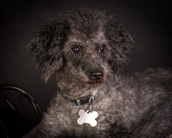 Foster Mokey-1497