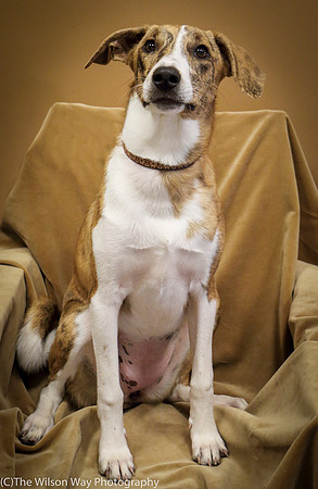 Foster Foofa-1041