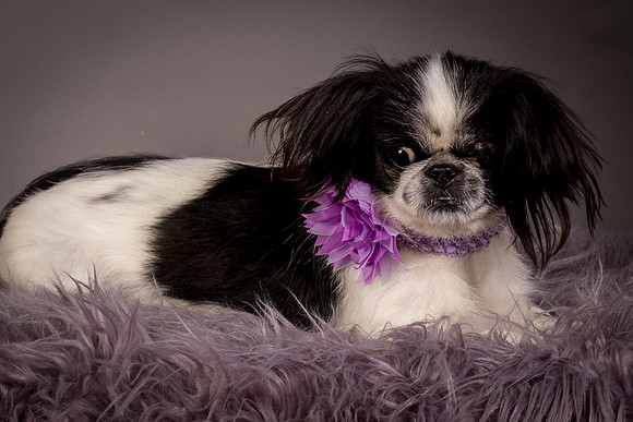 Foster Gypsy Rose-7896