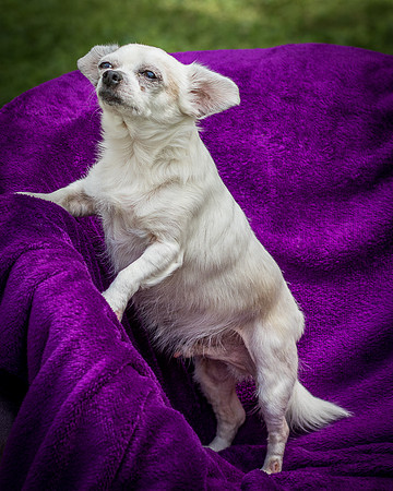 Foster Petey-8182