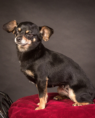 Foster Pansy-9498