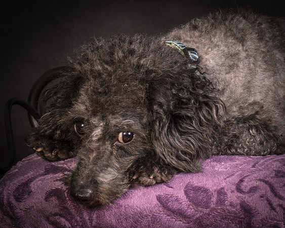 Foster Mokey-1521