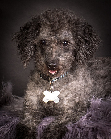 Foster Mokey-1345