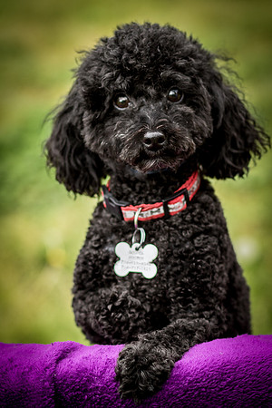 Foster Mindy-7375