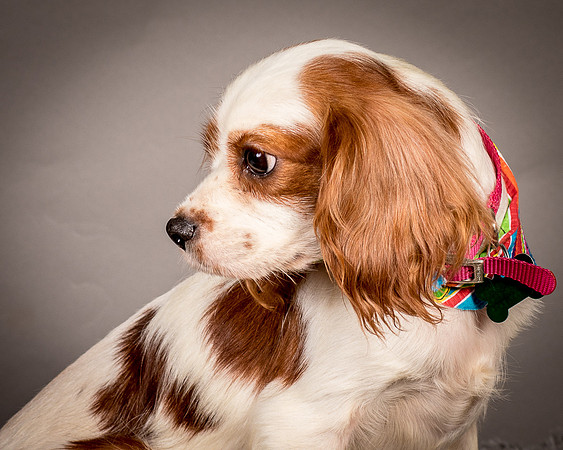 Foster josephina-3749