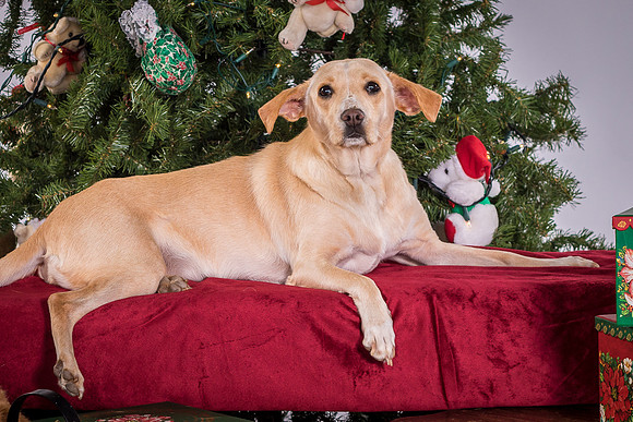 Foster June-3611