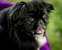 Foster Prince-0777