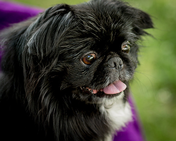 Foster Prince-0777