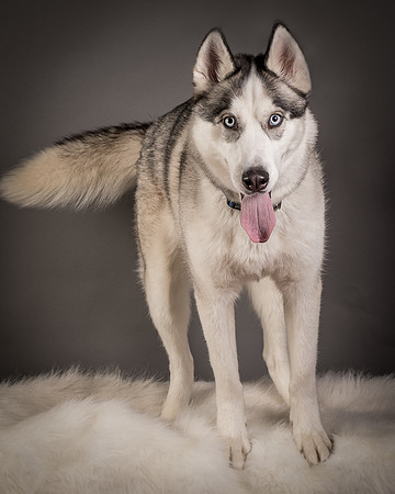 Foster Aspen-7651