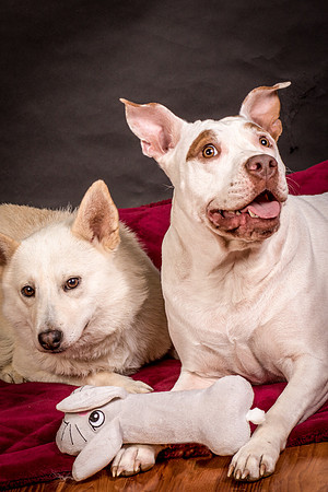 Foster Joanie-0581