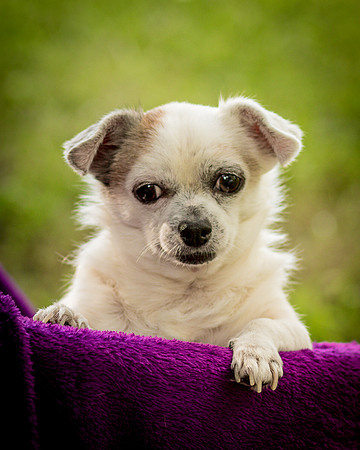 Foster Petey-0176