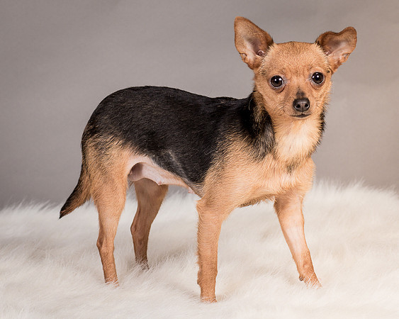 Foster Pixie-3456
