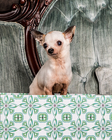 Foster Layla-1302