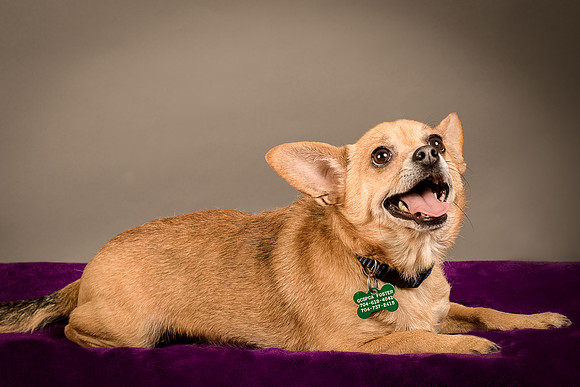 Foster Dobby-8181