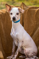 Foster Dobby-8765