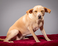Foster June-3465