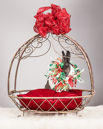 Foster Rabbit Penelope-4770