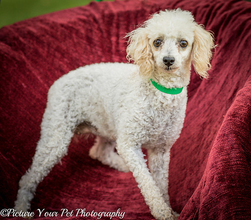 Foster Betty White-3022
