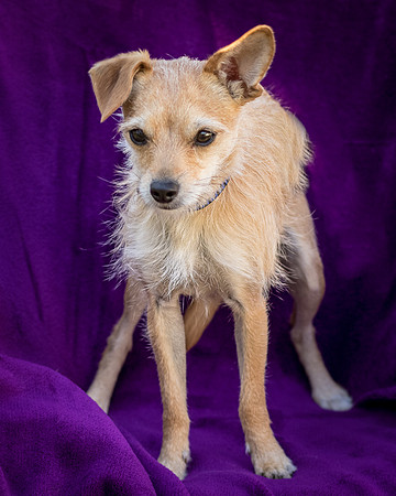 Foster Dipsy-9218