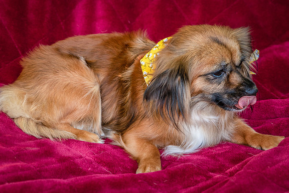 Foster Petunia-9371