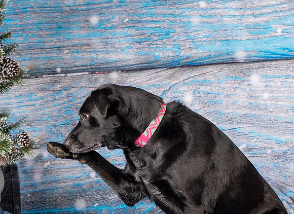 Foster Beatrice-4048