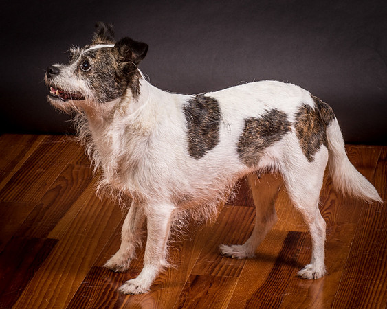 Foster Sinclair-9906