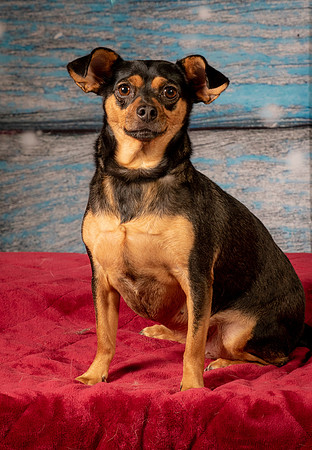 Foster Jolie-7174