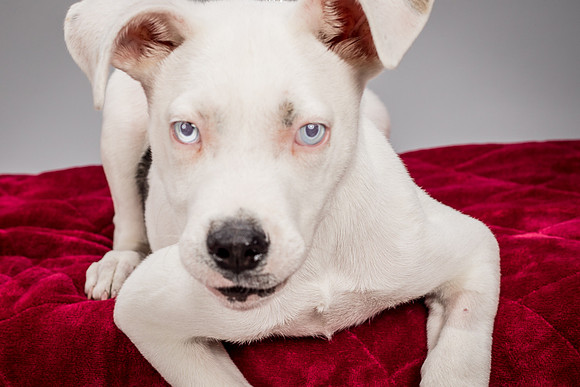 Foster Alvin-4748