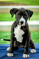 Foster Lola-9915