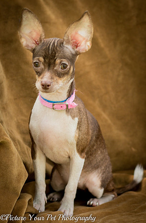 Foster Joanie-3753