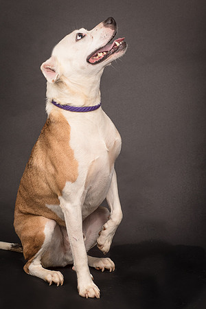 Foster Bowie-1256