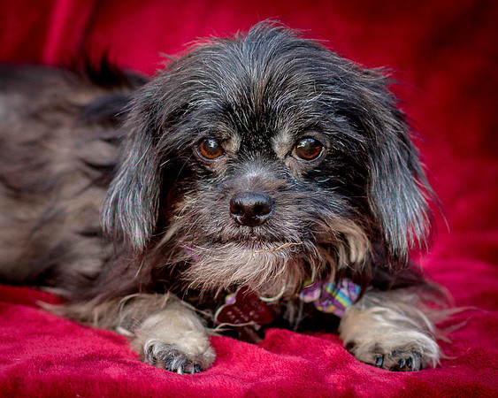 Foster Selene-2756