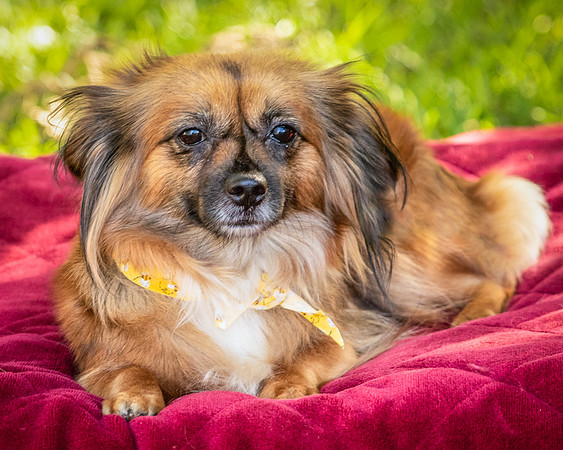 Foster Petunia-9298