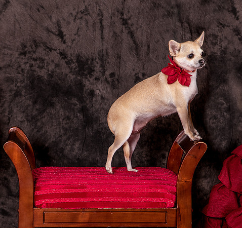 Foster Josefina-4468