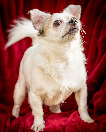 Foster Petey-9389