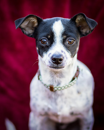 Foster Haylie-4020