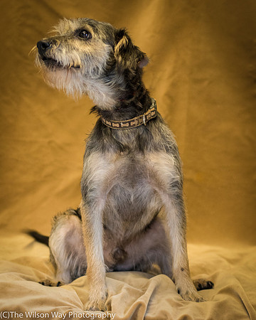 Foster Genghis-0257
