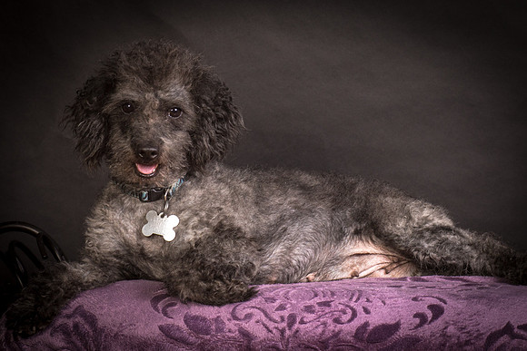 Foster Mokey-1491