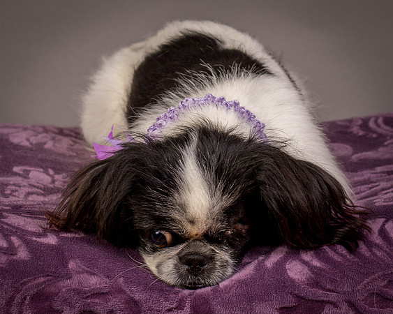 Foster Gypsy Rose-7981