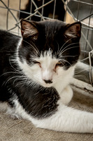 Darlington  Cats-9452