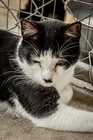 Darlington  Cats-9452