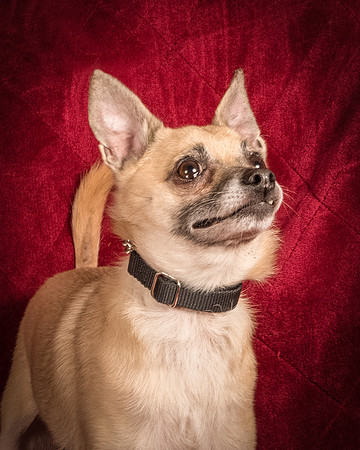 Foster Kiwi-8359