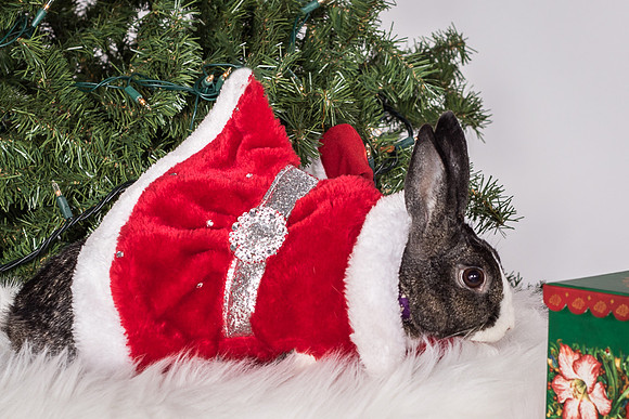 Foster Rabbit Penelope-4821