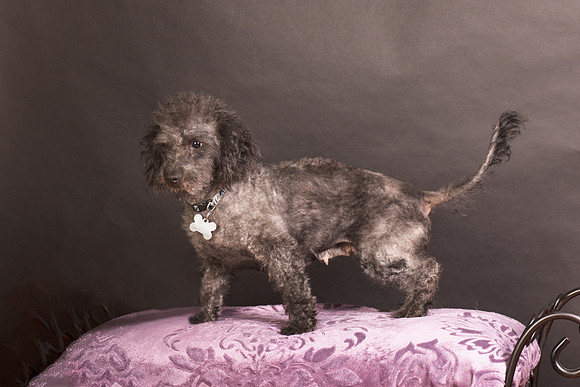 Foster Mokey-1483